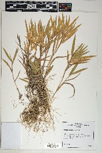 Dichanthelium scribnerianum image