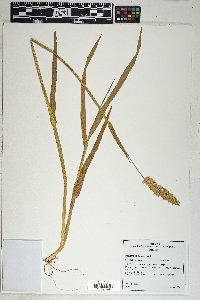 Phalaris caroliniana image