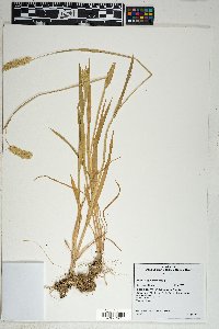 Phalaris caroliniana image