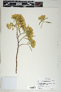 Barkleyanthus salicifolius image