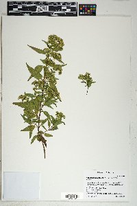 Ageratina paupercula image