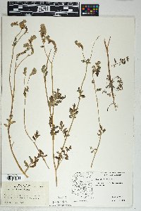 Phacelia distans image