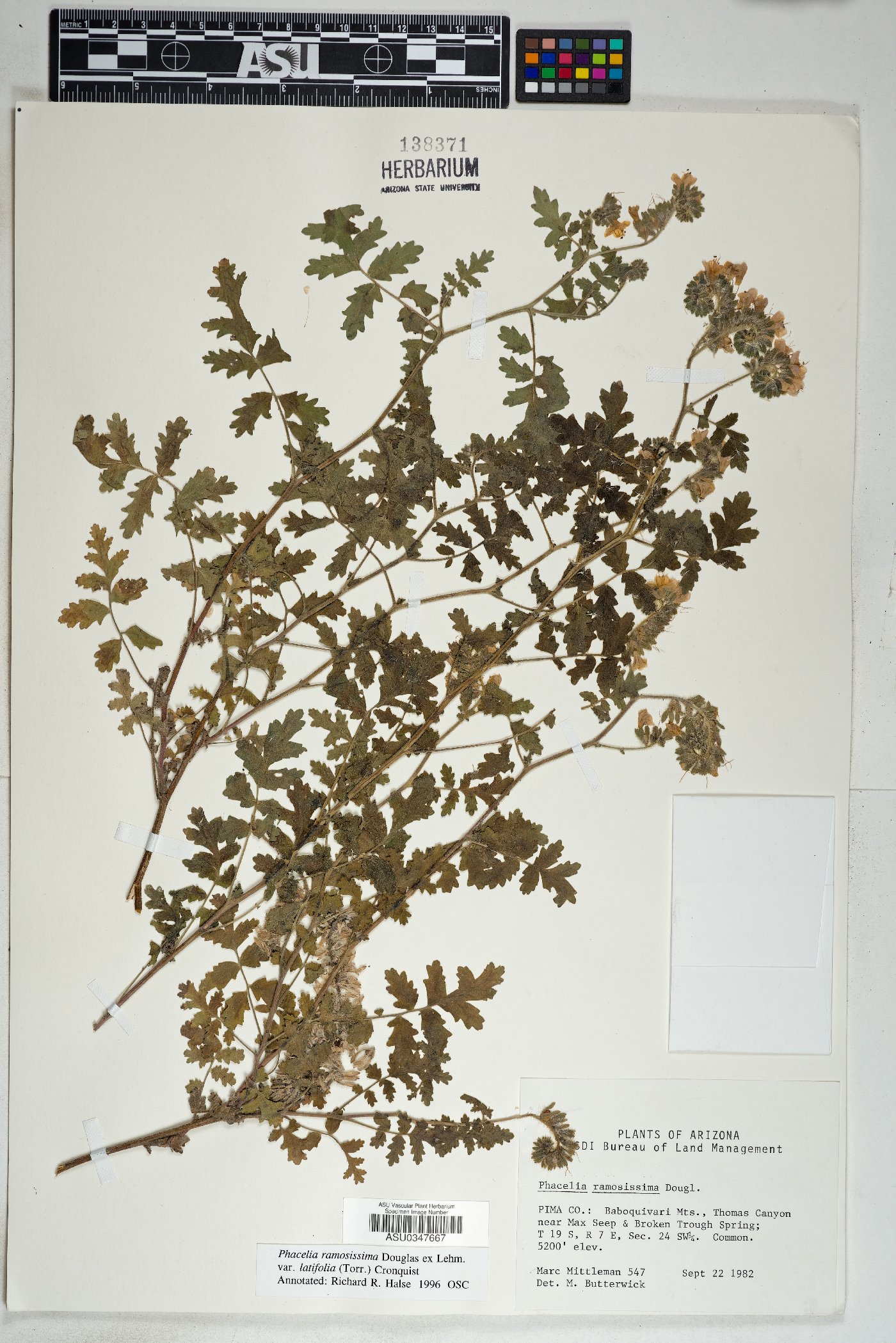 Phacelia ramosissima var. latifolia image