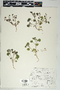 Phacelia rotundifolia image