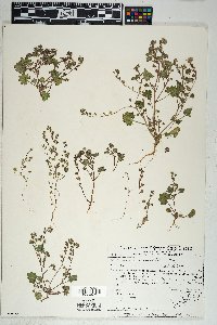 Phacelia rotundifolia image