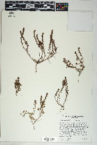 Phacelia rotundifolia image