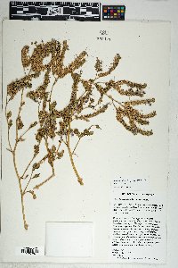 Phacelia crenulata image