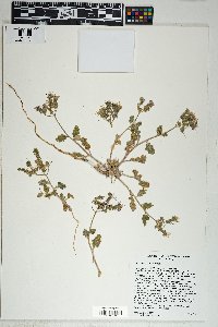 Phacelia crenulata image