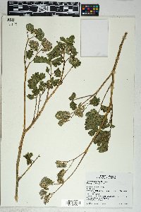 Phacelia crenulata image