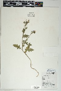 Phacelia crenulata image