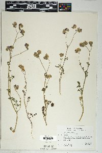 Phacelia distans image