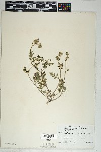 Phacelia distans image