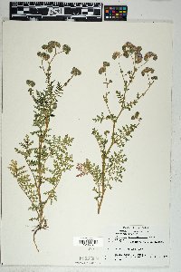 Phacelia vallis-mortae image