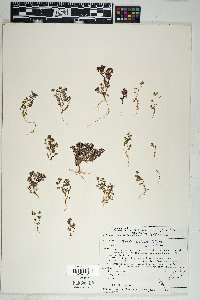 Phacelia saxicola image