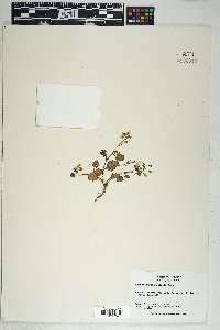 Phacelia rotundifolia image