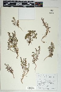 Phacelia rotundifolia image