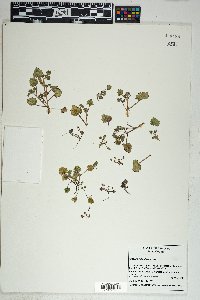 Phacelia rotundifolia image