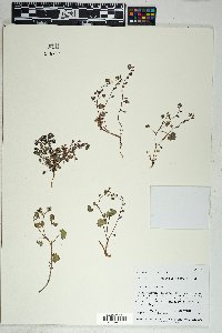 Phacelia rotundifolia image