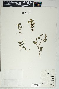 Phacelia rotundifolia image