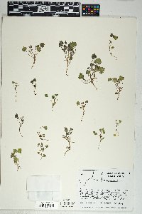 Phacelia rotundifolia image