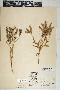 Phacelia crenulata image