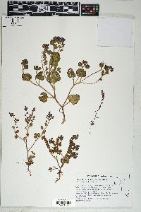 Phacelia pulchella image