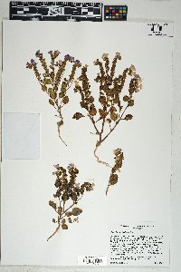 Phacelia pulchella image