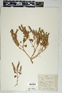 Phacelia pulchella var. gooddingii image