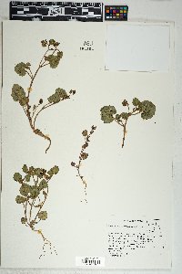 Phacelia peirsoniana image