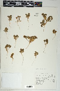 Phacelia filiae image