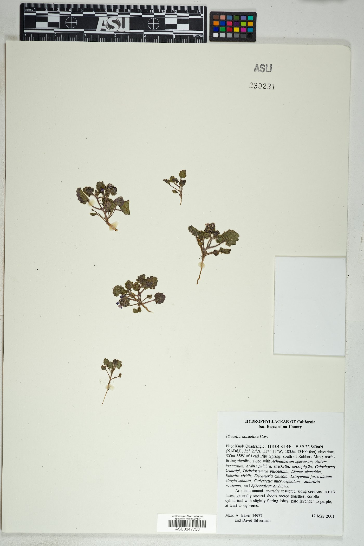 Phacelia mustelina image