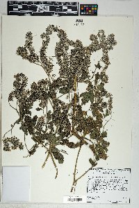 Phacelia cicutaria image