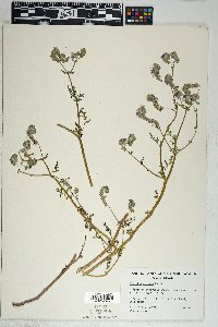 Phacelia distans image