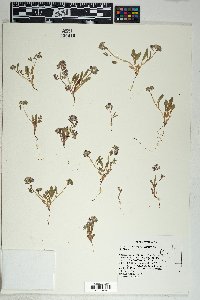 Phacelia curvipes image