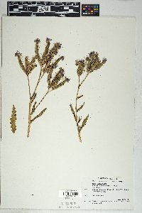 Phacelia crenulata image