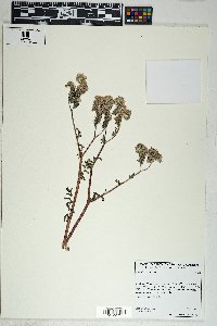 Phacelia distans image