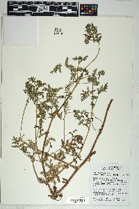 Phacelia distans image