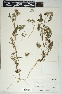 Phacelia cicutaria image