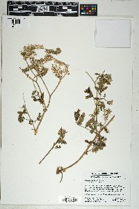 Phacelia cicutaria image