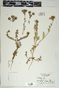 Phacelia ciliata image