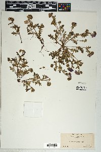 Phacelia hirsuta image