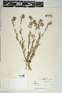 Phacelia hirsuta image