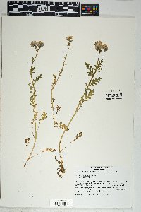 Phacelia ciliata image