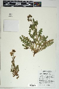 Phacelia crenulata image