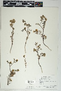 Phacelia cryptantha image