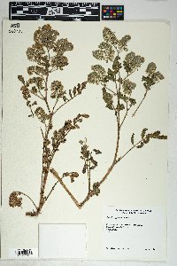 Phacelia cryptantha image