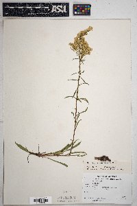 Solidago velutina image