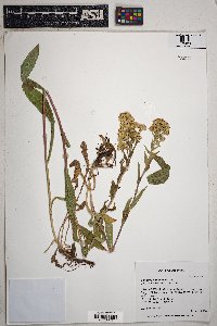 Solidago multiradiata image