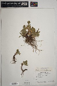 Solidago multiradiata image