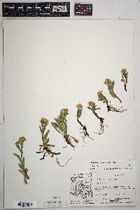 Solidago multiradiata image